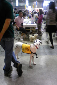 PET博 会場にはレスキュー犬、セラピー・ドッグや介助犬などがたくさん