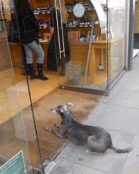 ニールズ・ヤード（アロマショップ）で買い物中のオーナーを待つ犬